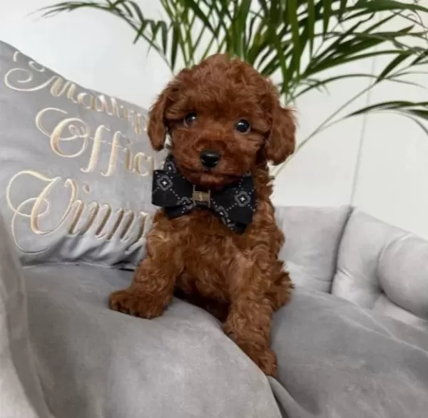 Kıvırcık Kurklu Poodle