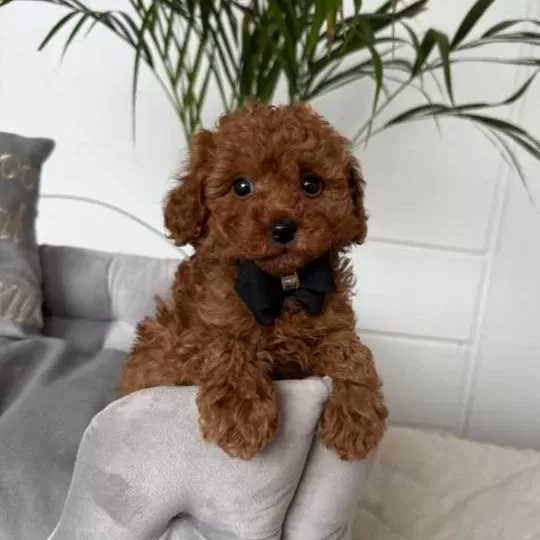 Kıvırcık Kurklu Poodle