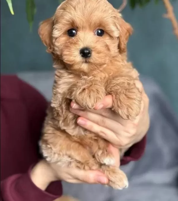 tüy Dokmeyen Kıvırcık Maltipoo Yavruları