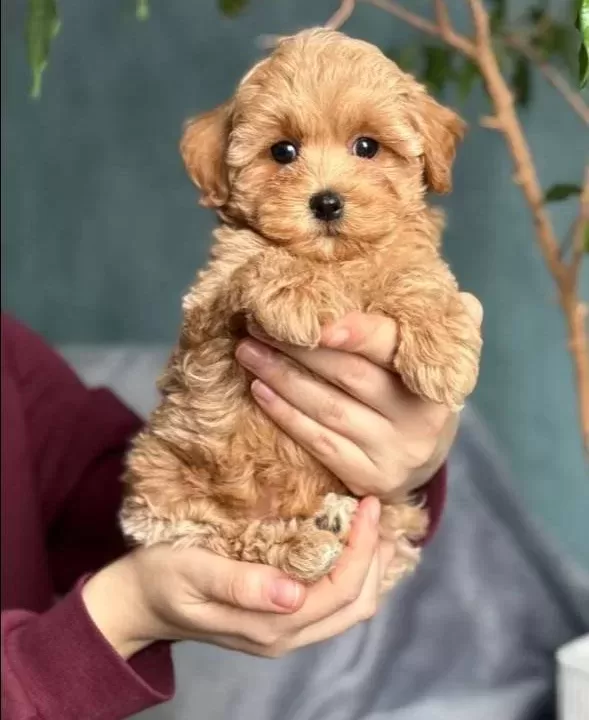 tüy Dokmeyen Kıvırcık Maltipoo Yavruları