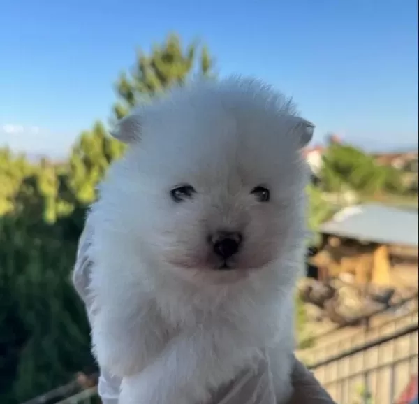 Essiz Guzellikteki Yavrularım