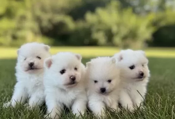 Essiz Guzellikteki Yavrularım
