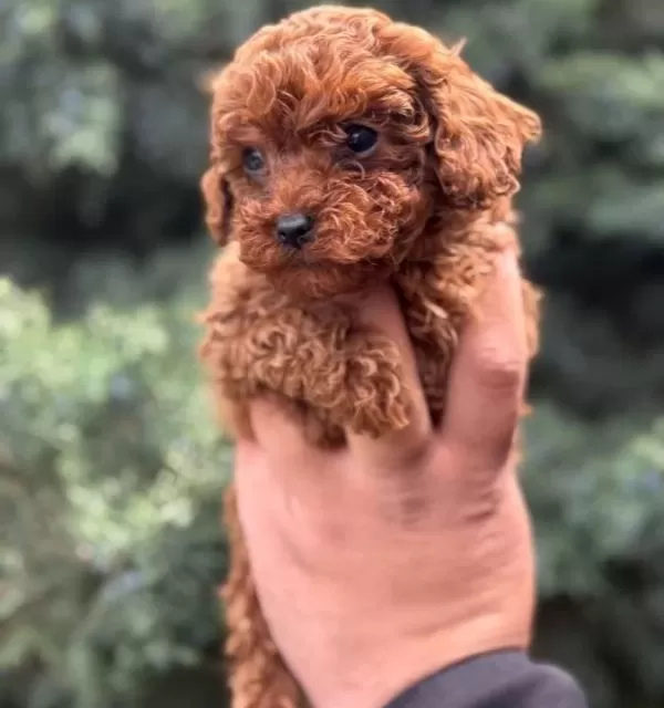 Wc Eğitimli Mini Boy Toy Poodle