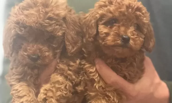 Wc Eğitimli Mini Boy Toy Poodle