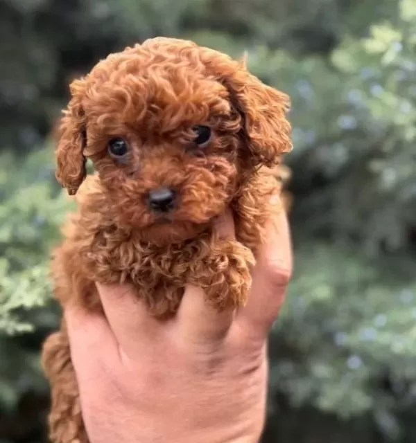 Wc Eğitimli Mini Boy Toy Poodle