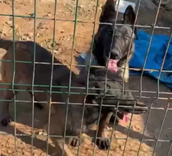 5 Aylık Erkek Ve Disi Safkan Malinois