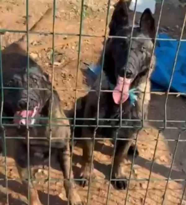 5 Aylık Erkek Ve Disi Safkan Malinois