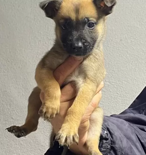 Siyah Maskeli Malinois Bebekler