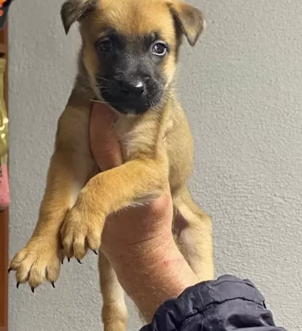 Siyah Maskeli Malinois Bebekler