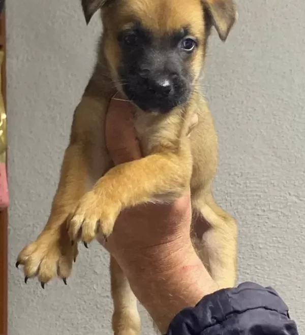 Siyah Maskeli Malinois Bebekler
