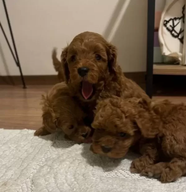 Ev Ortamında Kucuk Sevimli Red Maltipoo
