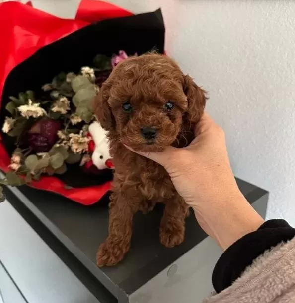 Red Brown Gerçek Poodle Arayanlar Buraya
