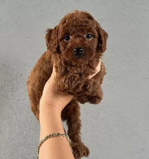 Red Brown Gerçek Poodle Arayanlar Buraya