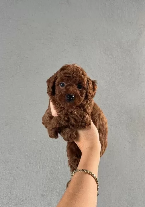 Red Brown Gerçek Poodle Arayanlar Buraya