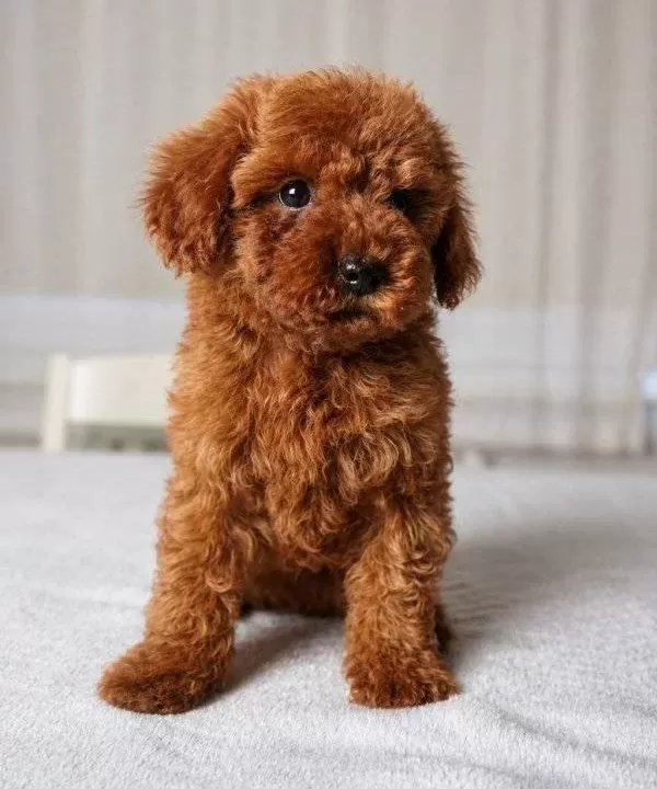 Red Brown Orjinal Toy Poodle Yavrular