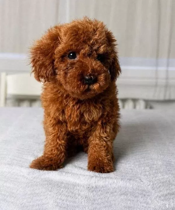 Red Brown Orjinal Toy Poodle Yavrular