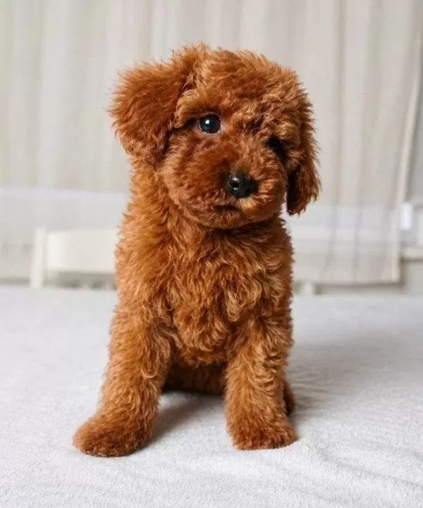 Red Brown Orjinal Toy Poodle Yavrular