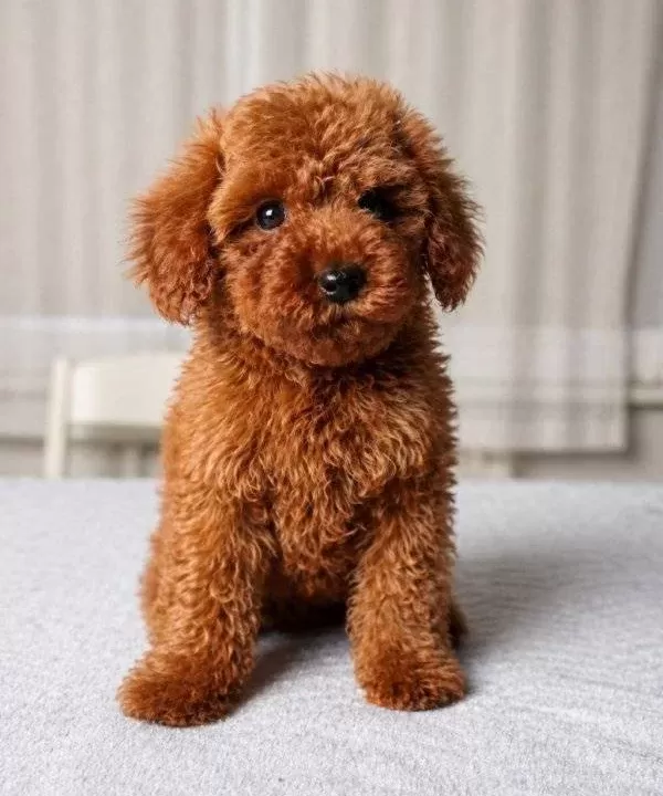 Red Brown Orjinal Toy Poodle Yavrular