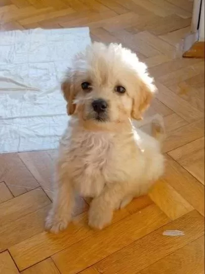 2 5 Aylık Kucuk Boy Maltipoo