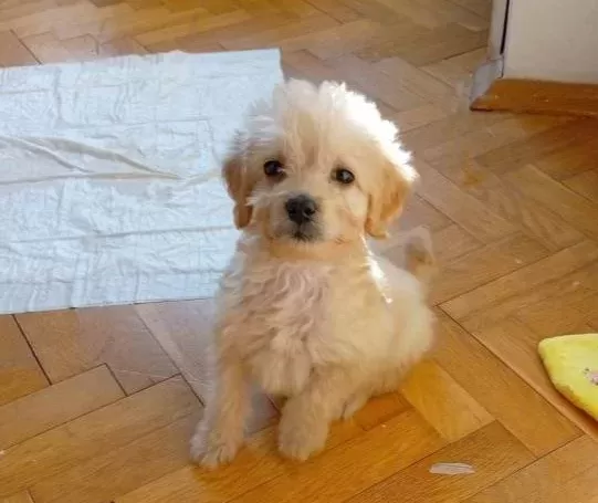 2 5 Aylık Kucuk Boy Maltipoo