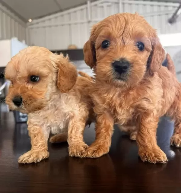 Pamuk Seker Buyumeyen Teacup Maltipoo Yavrularım