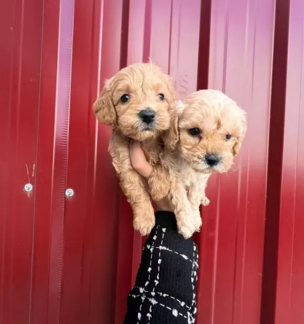 Pamuk Seker Buyumeyen Teacup Maltipoo Yavrularım