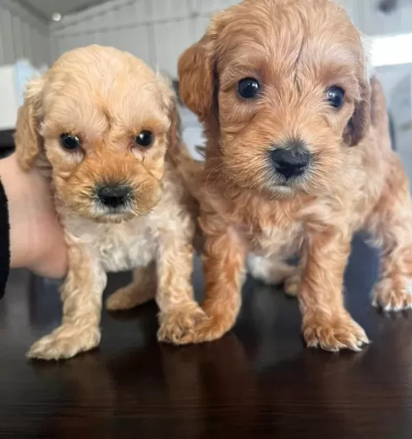 Pamuk Seker Buyumeyen Teacup Maltipoo Yavrularım