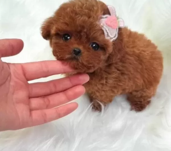 Hipoalerjik Turkiyenin En güzel Kore Poodle Bebekleri