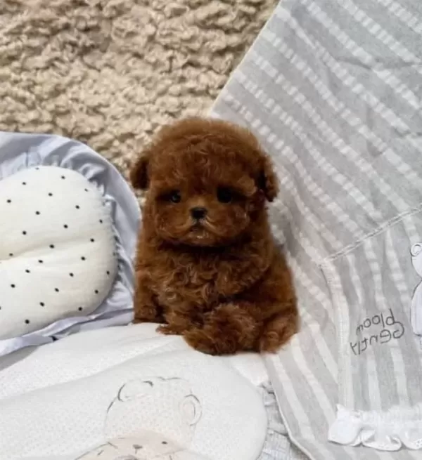 Hipoalerjik Turkiyenin En güzel Kore Poodle Bebekleri