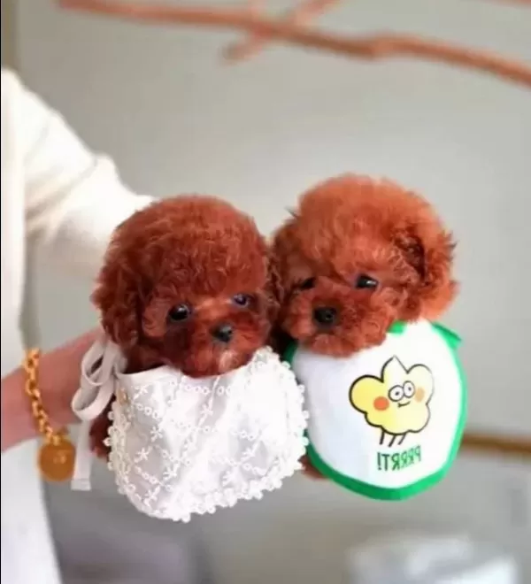 Hipoalerjik Turkiyenin En güzel Kore Poodle Bebekleri