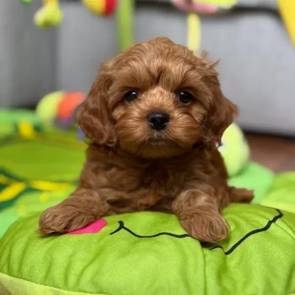 Irkının Garantisi Bizde Poodle Sevimli Yavrular