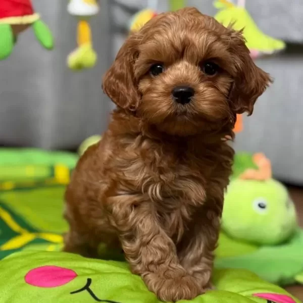 Irkının Garantisi Bizde Poodle Sevimli Yavrular