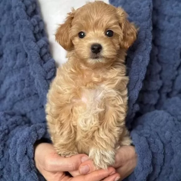Karamel Tonlu Maltipoo Cinsi Yavrular