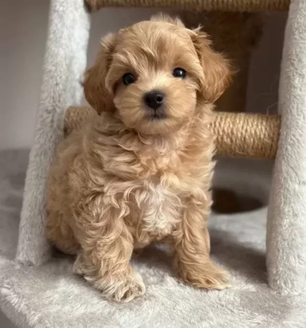 Karamel Tonlu Maltipoo Cinsi Yavrular