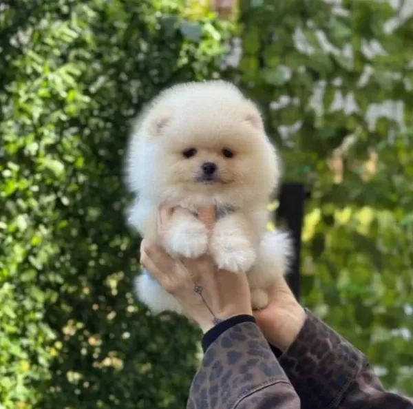 Teddy Bear Pomeranian Boo