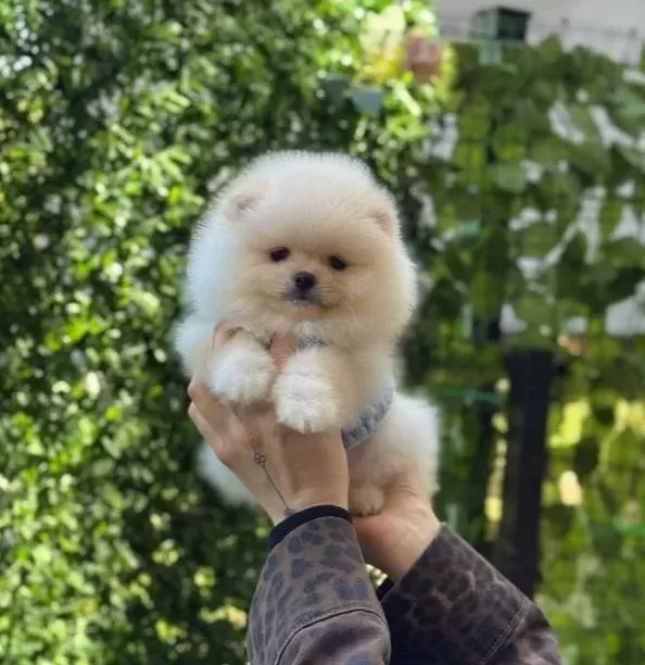 Teddy Bear Pomeranian Boo