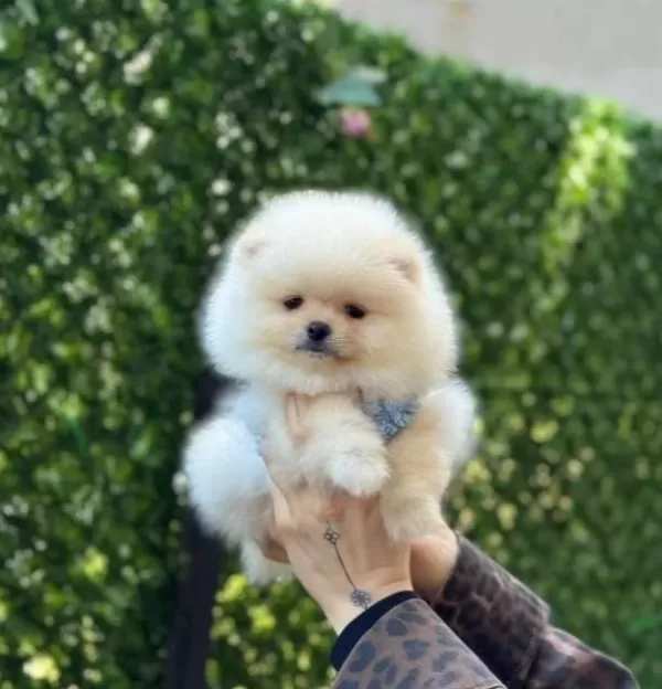 Teddy Bear Pomeranian Boo