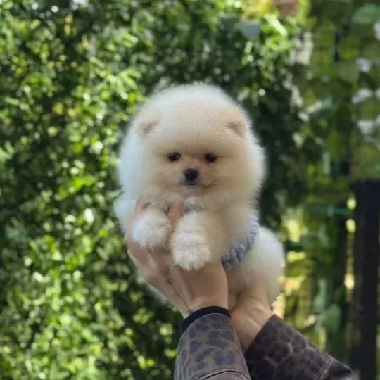 Teddy Bear Pomeranian Boo