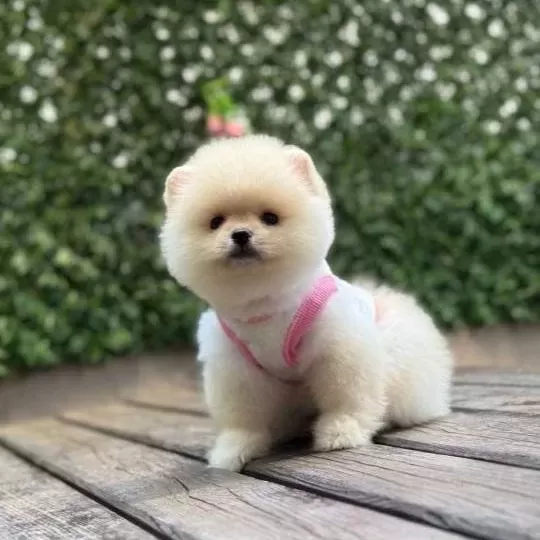 Oyuncak Boy Pomeranian Boo Kızımız