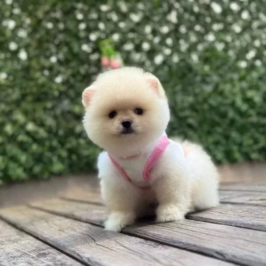 Oyuncak Boy Pomeranian Boo Kızımız
