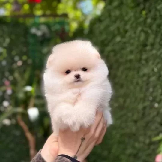Teacup Kar Beyaz Pomeranian Boo