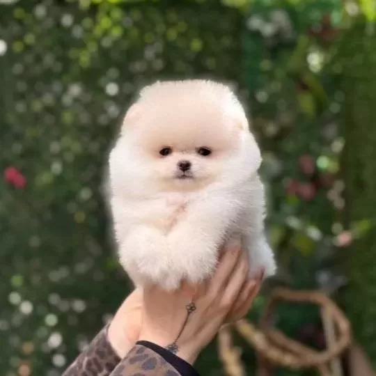 Teacup Kar Beyaz Pomeranian Boo