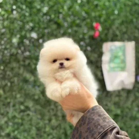 Teacup Kar Beyaz Pomeranian Boo