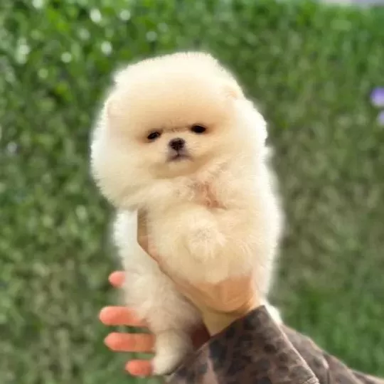 Teacup Kar Beyaz Pomeranian Boo