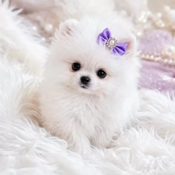 Teacup Ayı Surat Pomerian Bebeklerimiz