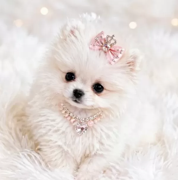 Teacup Ayı Surat Pomerian Bebeklerimiz