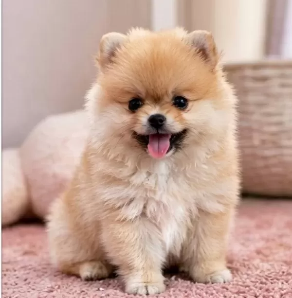 Teacup Ayı Surat Pomerian Bebeklerimiz