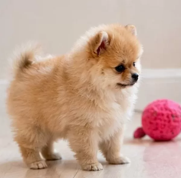 Teacup Ayı Surat Pomerian Bebeklerimiz