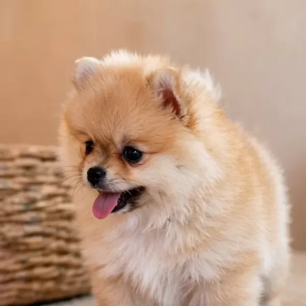 Teacup Ayı Surat Pomerian Bebeklerimiz