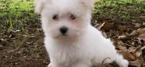 Kar Beyaz Maltese Terrier Yavrular